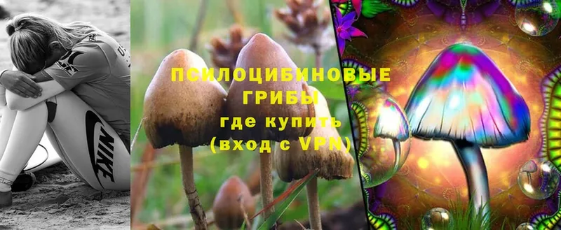 кракен вход  Лосино-Петровский  Галлюциногенные грибы MAGIC MUSHROOMS 